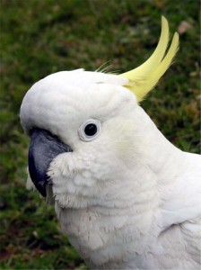 Images of Sulphur Crested Cockatoo