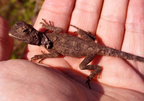 baby frilled lizards