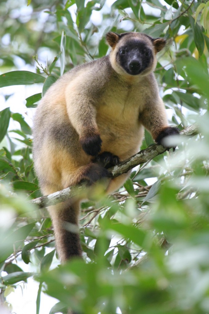 tree kangaroo webkinz